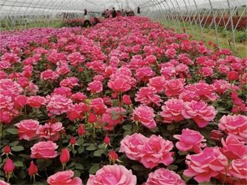 助力打造一流花卉盛会 中国太保护航第十届花博会