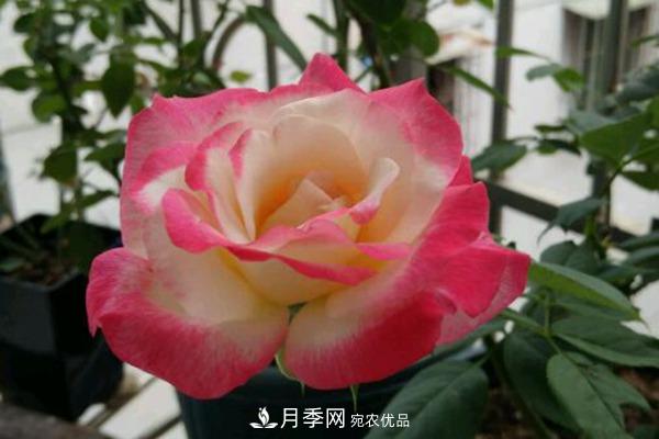 上海龙凤419带你认识大花月季与丰花月季， 你喜欢哪一种？(图1)