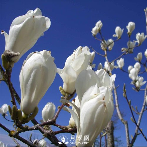 绿化苗木里的白玉兰和广玉兰要怎样分辨？(图1)