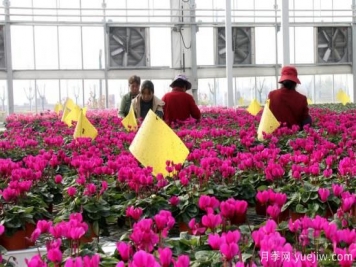 扬州高邮：每天发货30万株，花工厂绽放乡村振兴致富花