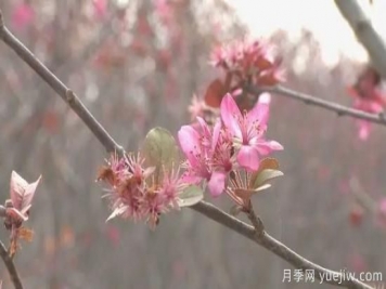 菏泽成武：千亩海棠反季节开花，逆袭深秋成一景