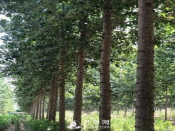 河南周口：培育出不飞絮的杨树新品种
