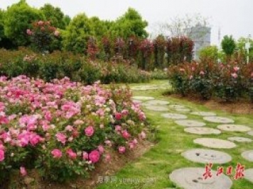 武汉满街月季开放，近百座公园进入盛花期