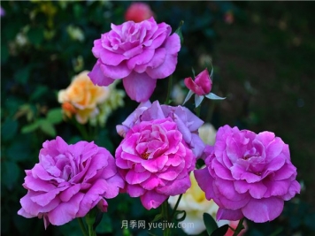 南昌滨江月季园，带你去看天下风流的江西月季花