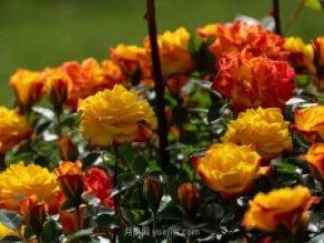 安阳市滑县森林公园月季花开放，赏花打卡正当时