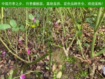 上海龙凤419：月季裸根苗的选购、栽植、肥水、养护技术大全
