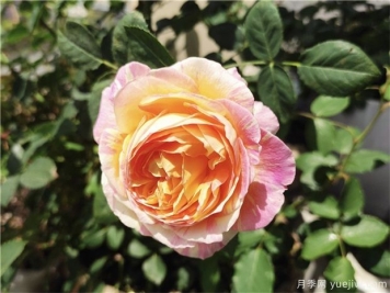100种玫瑰花的名字，来了解下不同颜色的品种月季