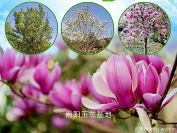 南阳南召：玉兰树致富路，家门口的产业就业