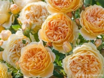 大花香水月季的养护方法，分享10种花香飘满屋