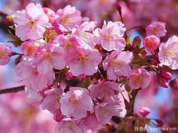 园林绿化中常见的樱花品种主要有哪些？