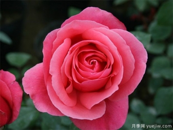 rose是什么，玫瑰和月季的区别到底在哪!