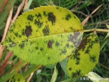 深秋天季节月季出现斑点的病害原因与防治
