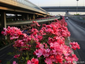 30万株新品种，杭州高架月季会带来什么样的惊喜？
