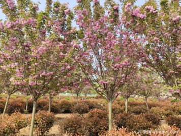 樱花树几年可以开花？日本晚樱开花的观赏价值