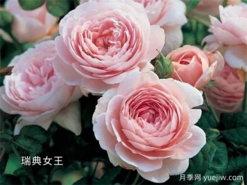 100种月季玫瑰品种图鉴大全，你认识有没有超过10个？