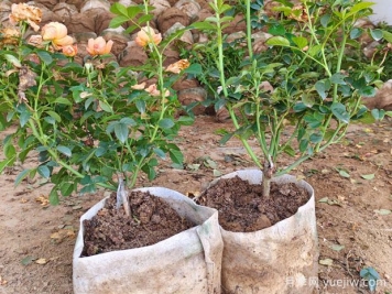 盆栽月季多年不换盆，3个办法也能保持生长旺盛