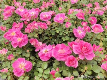 仙境盆栽月季杯苗粉色丰花，绿化工程批发
