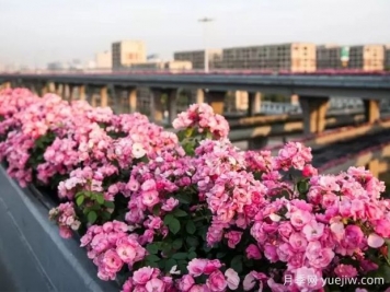 杭州高架月季实现定期开花，是如何进行花期调控的？