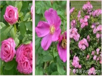 轻松区分月季、玫瑰和蔷薇ROSE三姐妹，不再迷茫于爱情花海