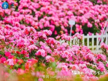 2024年第二届杭州市月季花展举办，赏500万株月季