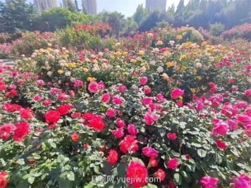郑州月季公园40万株月季竞相绽放，感受花漾生活
