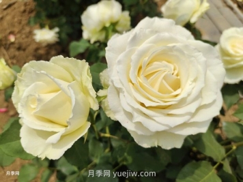 十一朵白玫瑰的花语和寓意