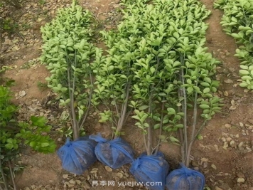 北海道黄杨种植方法