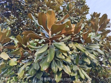 广玉兰是常绿树还是落叶树？