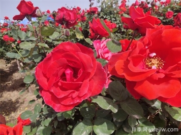 月季、玫瑰、蔷薇分别是什么？如何区别？