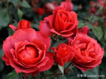 21朵玫瑰：不只是浪漫，还藏着这些深意