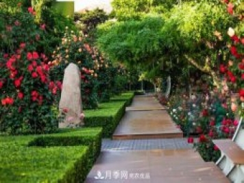 秦皇岛适合养月季花，市花和市树是什么