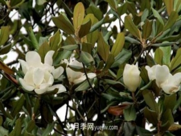 南召广玉兰树种植方法，适合种植在家里吗