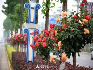 河北北京天津树状月季成风景线，四季应该怎么养护？