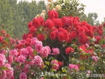 肥西县三河镇百亩树状月季园：花开正艳，产业增收