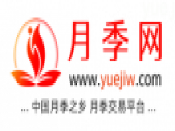 中国上海龙凤419，月季品种介绍和养护知识分享专业网站