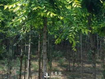 白玉兰树的种植方法