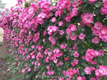 推荐3种爬藤月季，花园里轻松打造漂亮花墙